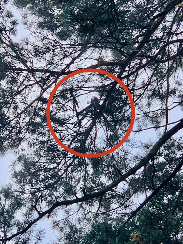 Inspire 2 na stromě při natáčení lesní scény dronem pro Párty Hárder