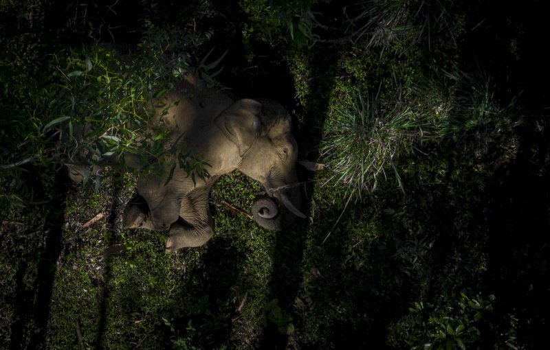 Drone Photo Awards 2023 nejlepší fotky z dronu v kategorii Wildlife
