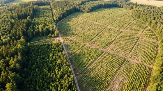 001_bird-eye-view-of-young-czech