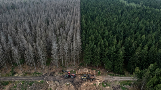 001_top-down-view-of-a-czech-forest