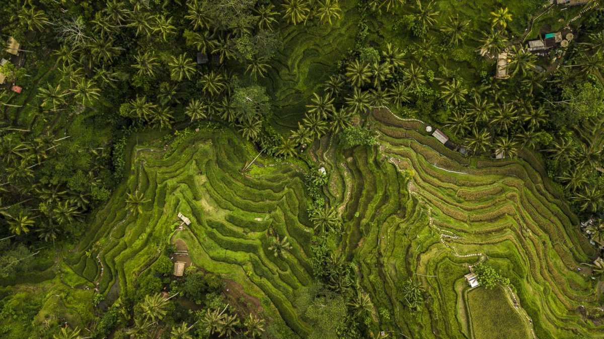 Bali large field and palms from drone