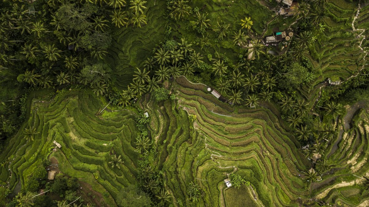 Bali field drone photography
