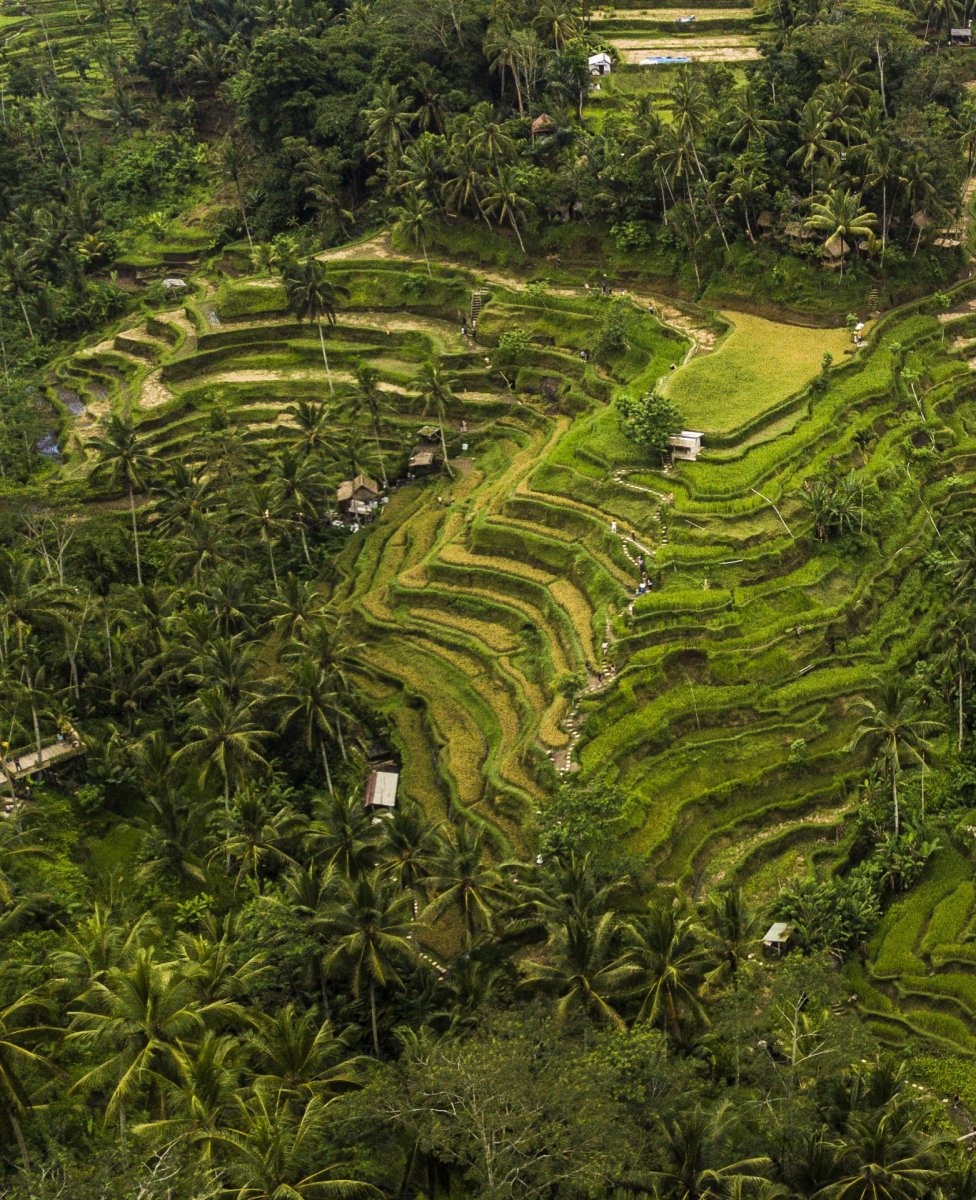 Bali fields drone photography