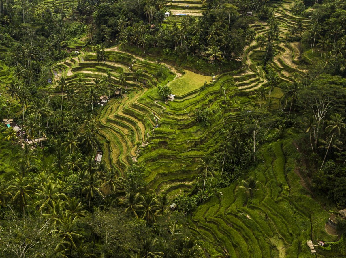 Bali large field from drone