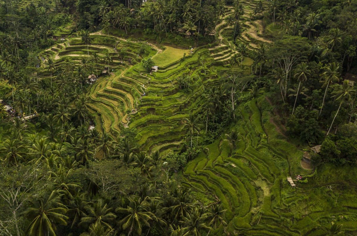 Bali large field drone photography