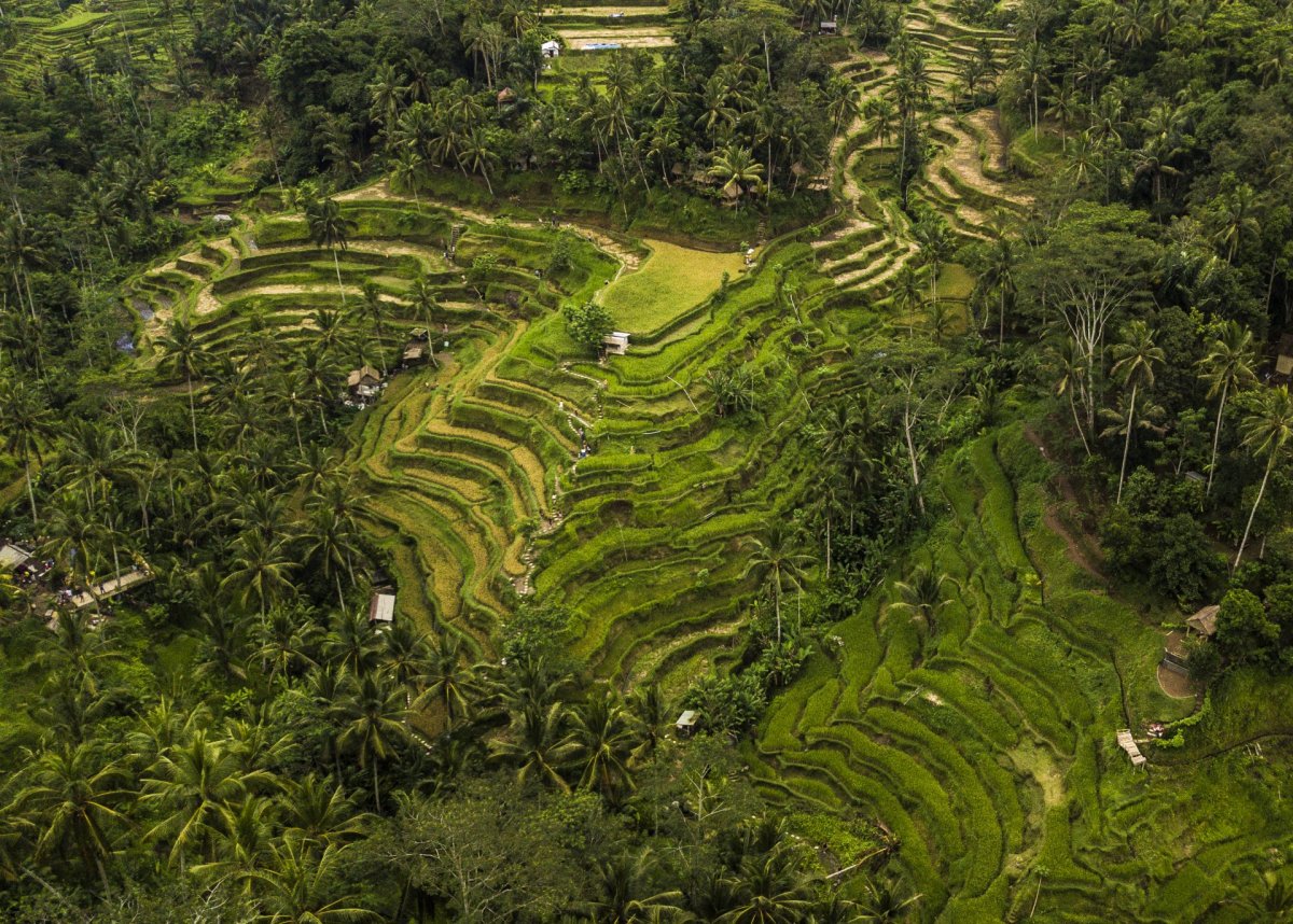 Bali fields from above