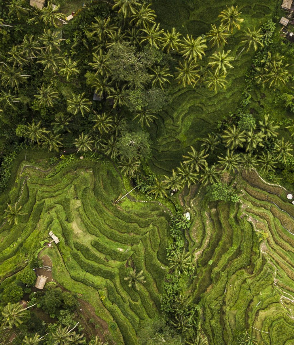 Bali palm and fields from above drone photography
