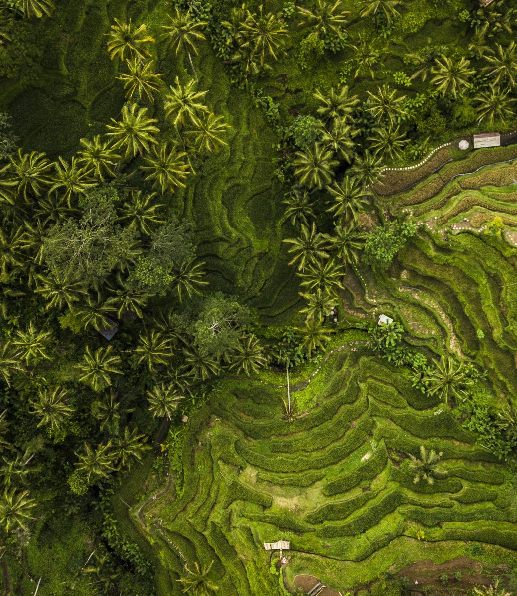 Bali palms and field from above drone photography