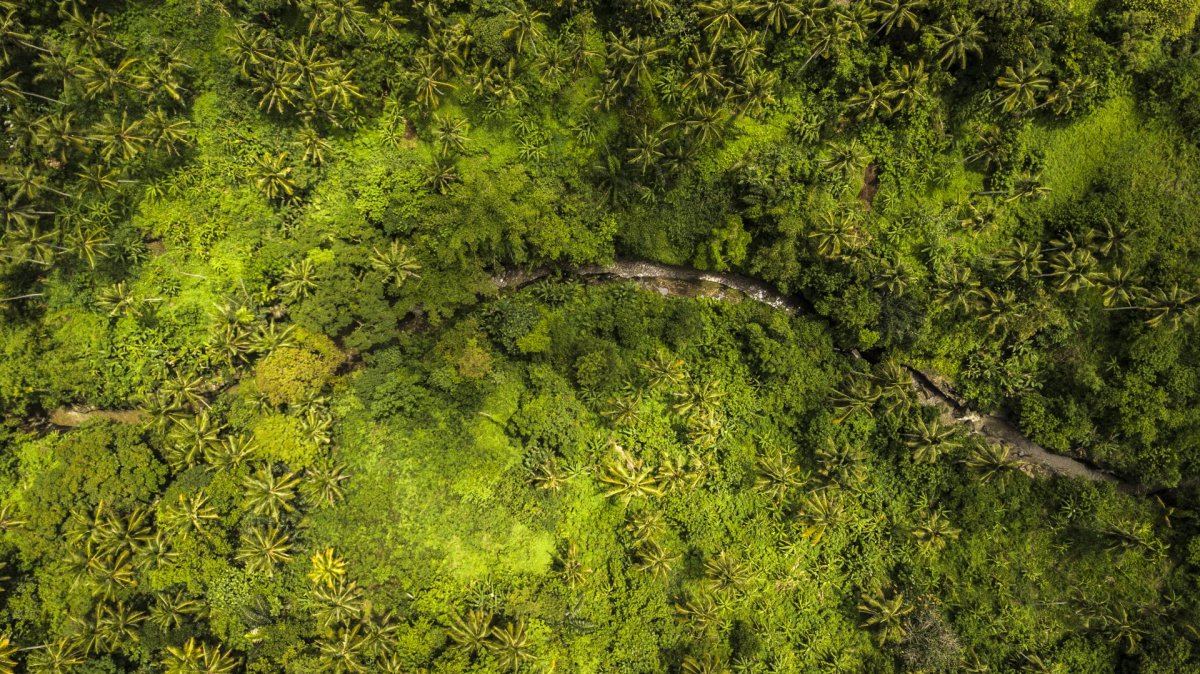 Bali palms drone photography