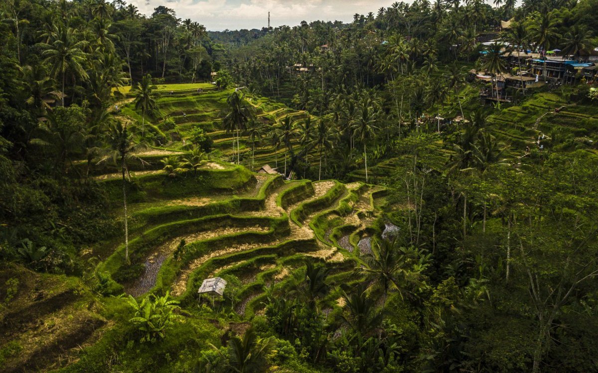 Bali rice field and palms drone photography