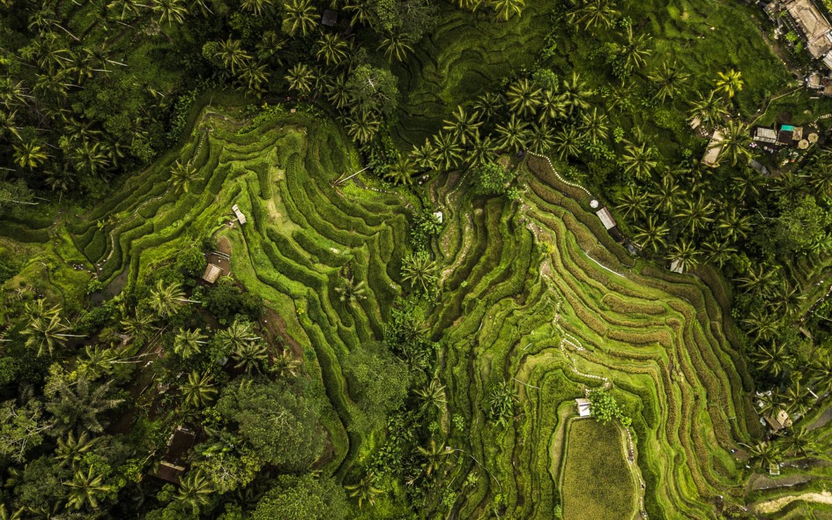 Bali rice field from above drone photography