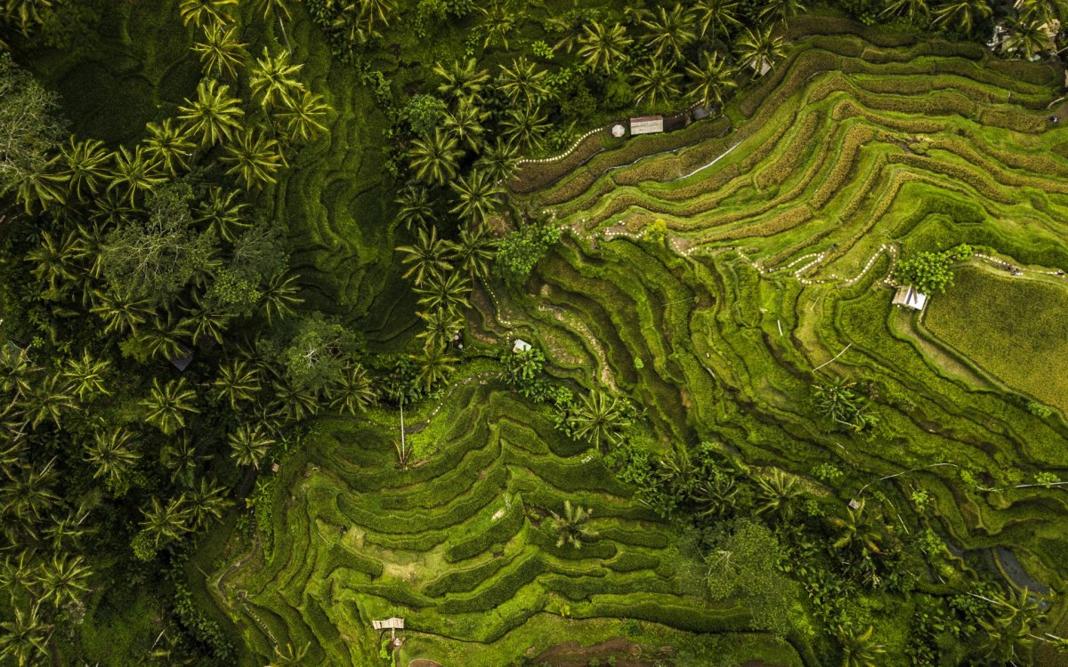 Drone photography Bali rice field