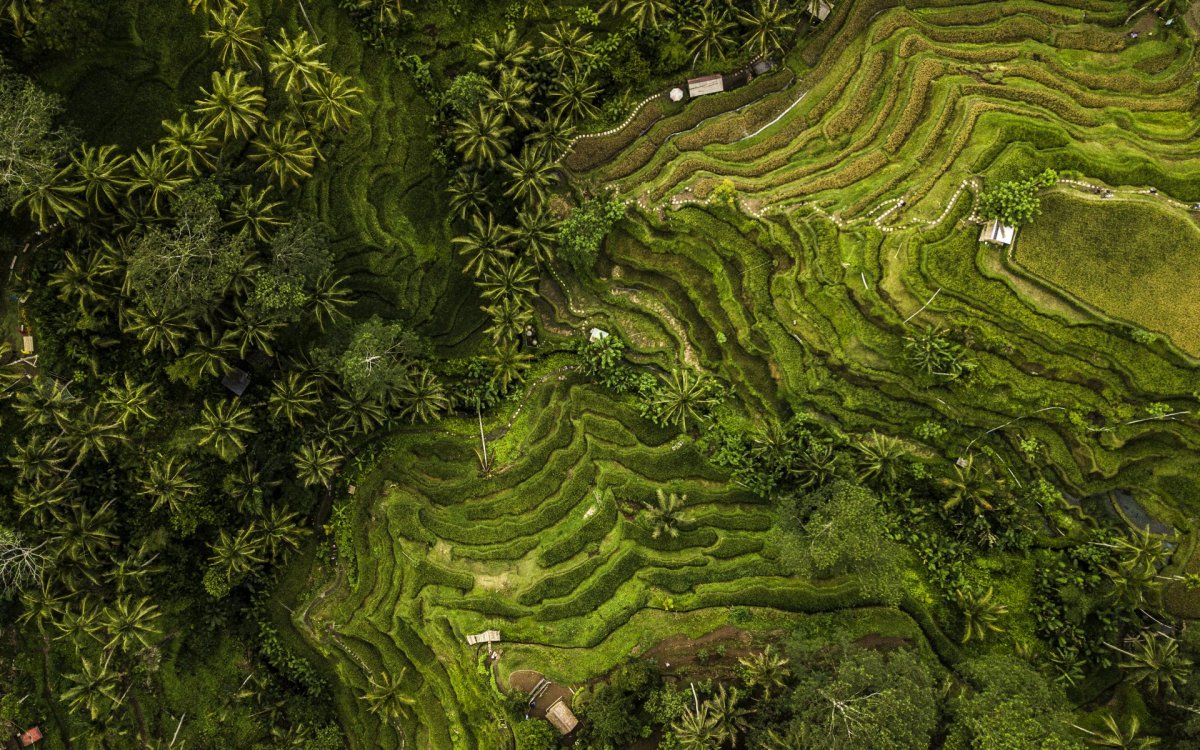 Bali rice field drone photography