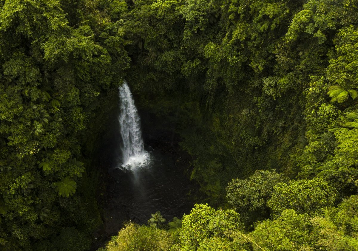 Bali waterfall and tree from drone