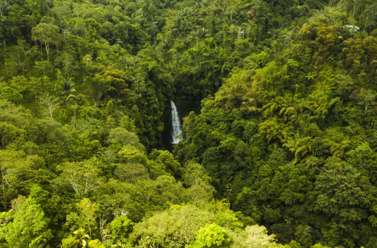Bali waterfall and tree drone photography