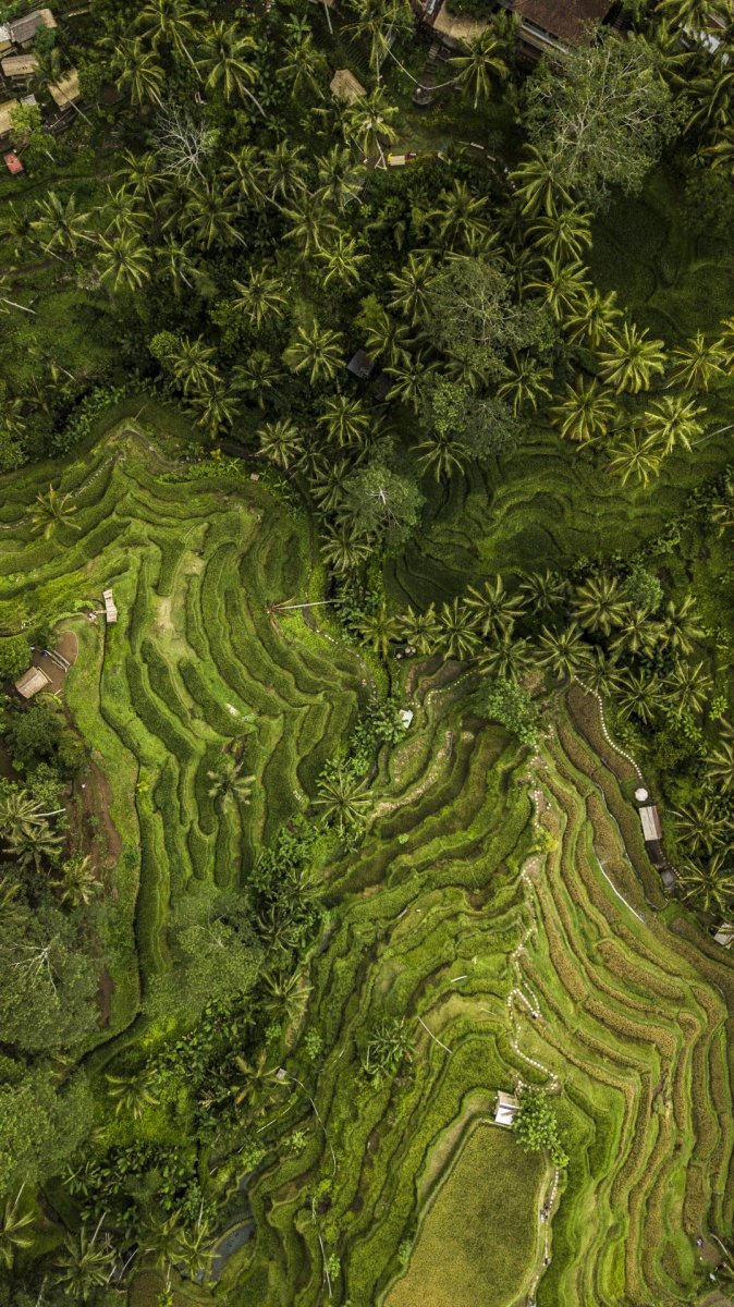 Field on Bali drone photography