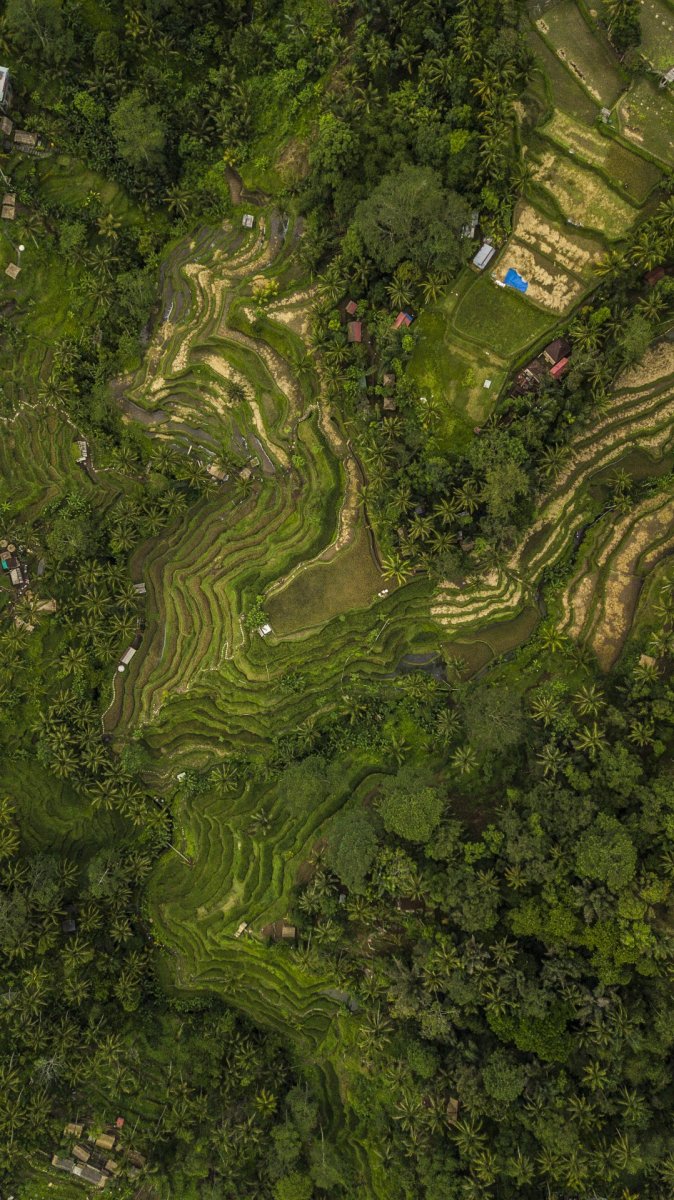 Field on Bali from drone