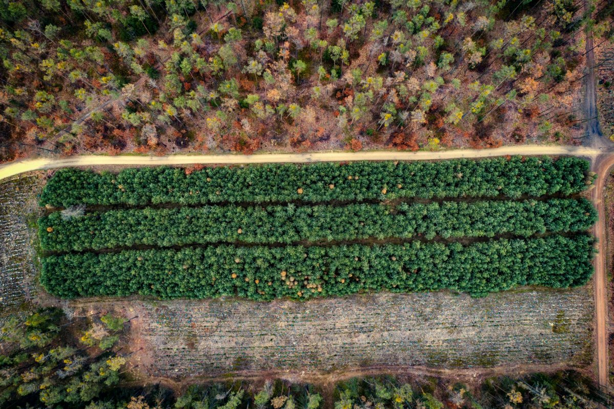 Small forest from drone