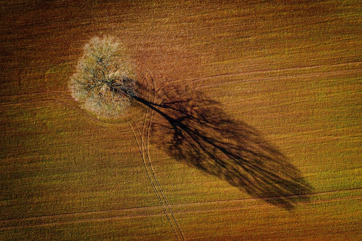 Tree on the field drone photography