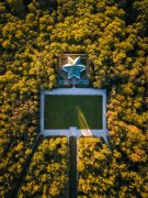 Star and forest drone photography